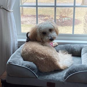 Meet your Posher, Sophia